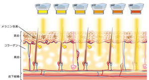 細やかな設定 メラニン色素 表皮 コラーゲン 真皮 皮下繊維