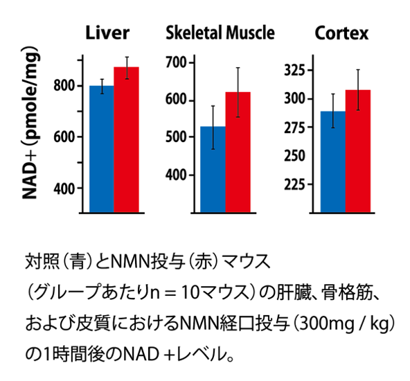 NMN点滴療法による期待できる疾病